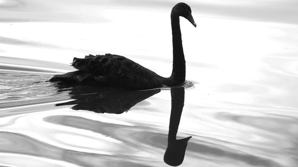 如何用资产配置的方式洗白一只“黑天鹅”？